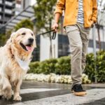 higcom-image-marquee-sc-ind-dog