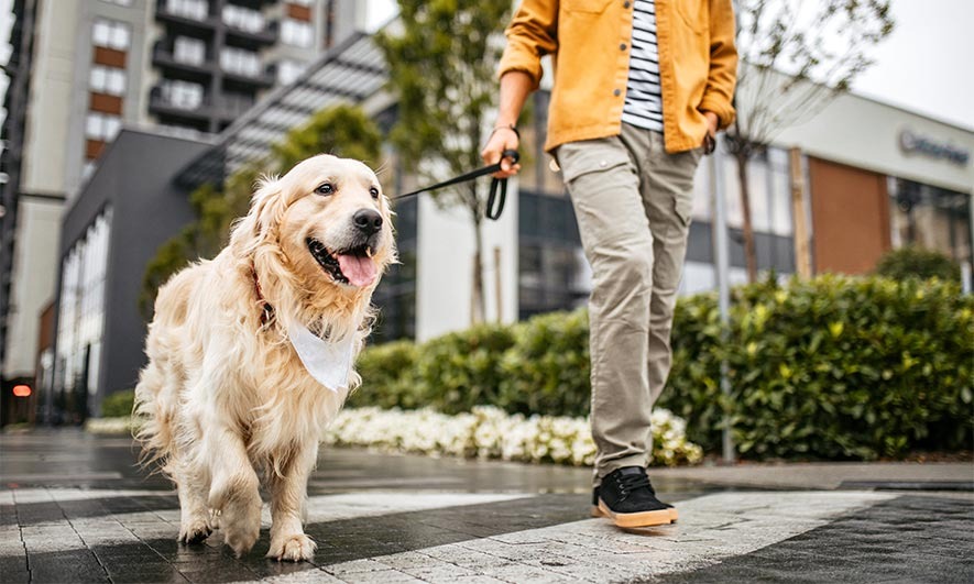 higcom-image-marquee-sc-ind-dog
